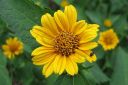 Paivansilma2C_Heliopsis_helianthoides_IMG_0799.jpg