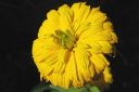 Paivansilma2C_Heliopsis_helianthoides_IMG_0854.jpg