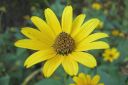 Paivansilma2C_Heliopsis_helianthoides_IMG_5494.jpg