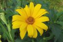 Paivansilma2C_Heliopsis_helianthoides_IMG_5615.jpg