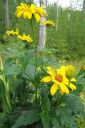 Paivansilma2C_Heliopsis_helianthoides_IMG_6066.jpg