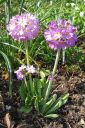 Palloesikko2C_Primula_denticulata_IMG_1007.jpg