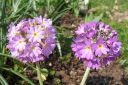 Palloesikko2C_Primula_denticulata_IMG_1008.jpg