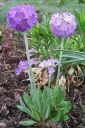 Palloesikko2C_Primula_denticulata_IMG_1377.jpg