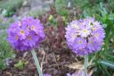 Palloesikko2C_Primula_denticulata_IMG_1378.jpg