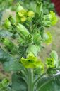 Palturitupakka2C_Nicotiana_rustica_IMG_1039.jpg