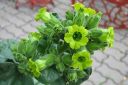 Palturitupakka2C_Nicotiana_rustica_IMG_1041.jpg