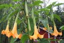 Pasuunakukka2C_Brugmansia_arborea_IMG_5867.jpg