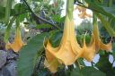 Pasuunakukka2C_Brugmansia_arborea_IMG_6992.jpg