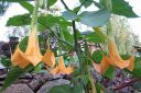 Pasuunakukka2C_Brugmansia_arborea_IMG_6993.jpg