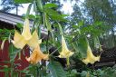 Pasuunakukka2C_Brugmansia_arborea_IMG_7988.jpg