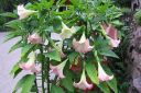 Pasuunakukka2C_Brugmansia_sp_IMG_4954.JPG