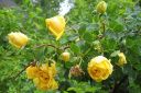 Persiankeltaruusu2C_Rosa_foetida__Persiana__IMG_3268.jpg