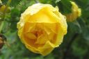 Persiankeltaruusu2C_Rosa_foetida__Persiana__IMG_3271.jpg