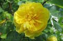 Persiankeltaruusu2C_Rosa_foetida__Persiana__IMG_4221.jpg