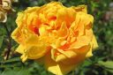 Persiankeltaruusu2C_Rosa_foetida__Persiana__IMG_6073.jpg