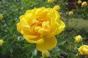 Persiankeltaruusu2C_Rosa_foetida__Persiana__IMG_7569.jpg