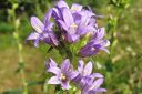 Peurankello2C_Campanula_glomerata_IMG_6588.jpg