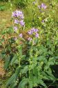 Peurankello2C_Campanula_glomerata_IMG_6589.jpg