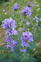 Peurankello2C_Campanula_glomerata_IMG_6921.jpg