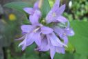 Tiedostonimi=Peurankello2C_Campanula_glomerata_IMG_7070.jpg
Tiedostokoko=34kt
Koko=600x400
Lisätty=11.03.2011 Peurankello2C_Campanula_glomerata_IMG_7070.jpg