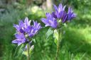 Tiedostonimi=Peurankello2C_Campanula_glomerata_IMG_8115.jpg
Tiedostokoko=54kt
Koko=600x399
Lisätty=11.03.2011 Peurankello2C_Campanula_glomerata_IMG_8115.jpg