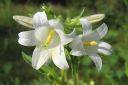 Peurankello2C_Campanula_glomerata_f_alba_IMG_6585.jpg