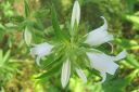 Tiedostonimi=Peurankello2C_Campanula_glomerata_f_alba_IMG_6587.jpg
Tiedostokoko=43kt
Koko=600x400
Lisätty=11.03.2011 Peurankello2C_Campanula_glomerata_f_alba_IMG_6587.jpg