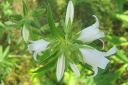 Peurankello2C_Campanula_glomerata_f_alba_IMG_6587.jpg