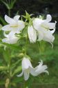 Peurankello2C_Campanula_glomerata_f_alba_IMG_6856.jpg