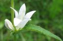 Peurankello2C_Campanula_glomerata_f_alba_IMG_8155.jpg