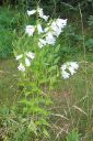 Peurankello2C_Campanula_glomerata_f_alba_IMG_8259.jpg