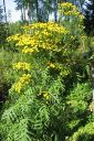 Pietaryrtti2C_Tanacetum_vulgare_IMG_0034.jpg