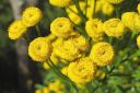 Pietaryrtti2C_Tanacetum_vulgare_IMG_0036.jpg