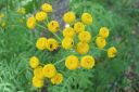 Pietaryrtti2C_Tanacetum_vulgare_IMG_1014.jpg