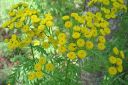 Pietaryrtti2C_Tanacetum_vulgare_IMG_1015.jpg