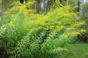 Piisku2C_Solidago_sp_IMG_1098.jpg