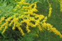 Piisku2C_Solidago_sp_IMG_1099.jpg