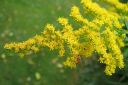 Piisku2C_Solidago_sp_IMG_3115.jpg