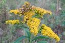 Piisku2C_Solidago_sp_IMG_5532.jpg