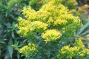 Piisku2C_Solidago_sp_IMG_8547.jpg