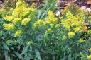 Piisku2C_Solidago_sp_IMG_8549.jpg