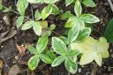 Pikkutalvio2C_Vinca_minor_Alba_Variegata_IMG_2346.jpg