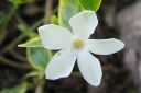 Pikkutalvio2C_Vinca_minor_Alba_Variegata_IMG_2631.jpg