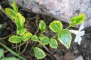 Pikkutalvio2C_Vinca_minor_Alba_Variegata_IMG_2632.jpg