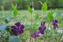 Pikkutalvio2C_Vinca_minor_IMG_1720.jpg