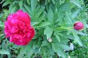 Pioni2C_Paeonia_sp_IMG_1830.jpg