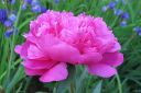 Pioni2C_Paeonia_sp_IMG_2417.jpg