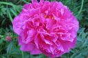 Pioni2C_Paeonia_sp_IMG_2419.jpg