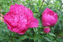 Pioni2C_Paeonia_sp_IMG_2425.jpg